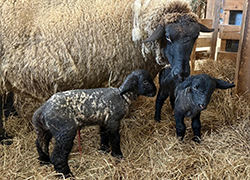 速報・今朝仔羊が産まれました