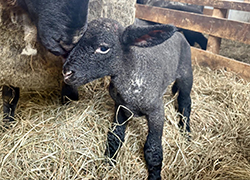 7.7kgのビッグベビー誕生